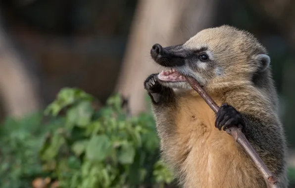 Picture face, leaves, branches, pose, background, paws, mouth, stand