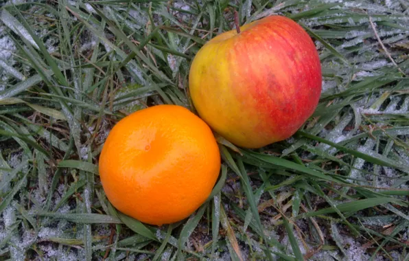 Autumn, grass, Apple, Mandarin, the first snow, November