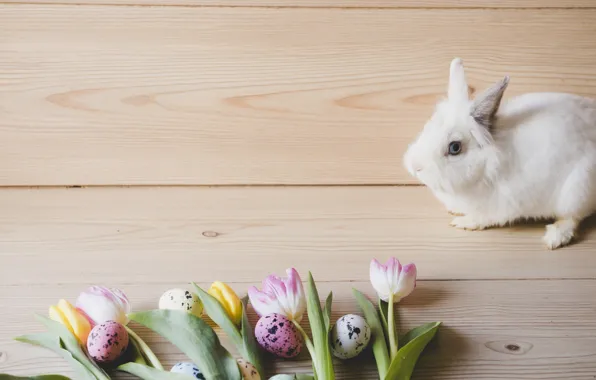 Eggs, spring, Rabbit, Easter, tulips, Holiday