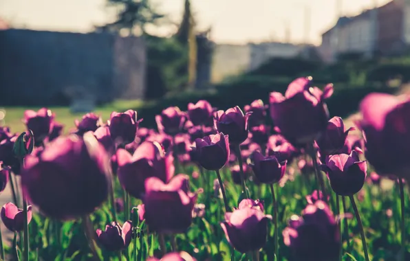 Flowers, Flower, Purple, Beautiful, Flowers, Blur, Flora, Blooming