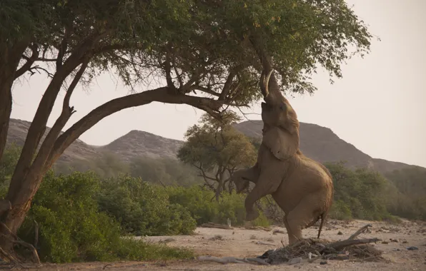 Trees, nature, elephant, Savannah, trunk