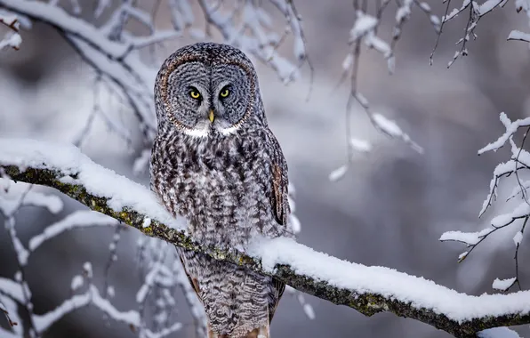 Grey, yellow, eyes, look, great, owl, stare, bird_snow_tr