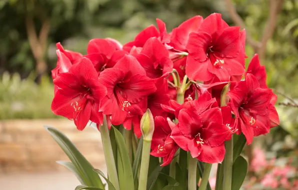 Picture flowers, red, bokeh, Amaryllis