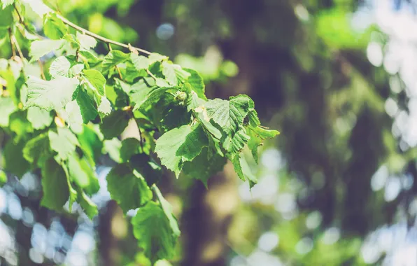 Picture leaves, branch, birch