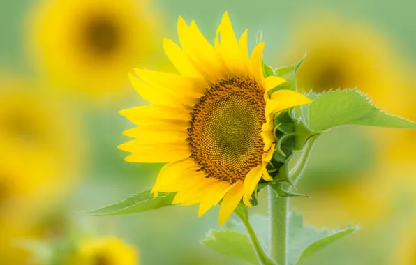Picture field, macro, sunflower, petals