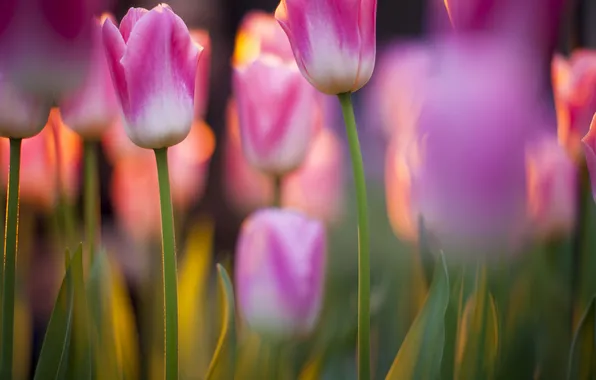 Focus, spring, tulips, pink, flowering