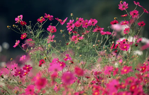 Summer, macro, flowers, bright, pink, field, kosmeya