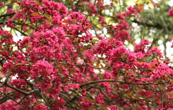 Flower, pink, tree, spring, blooming