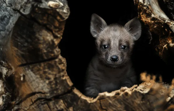 The dark background, grey, tree, shelter, Nora, puppy, hyena, log