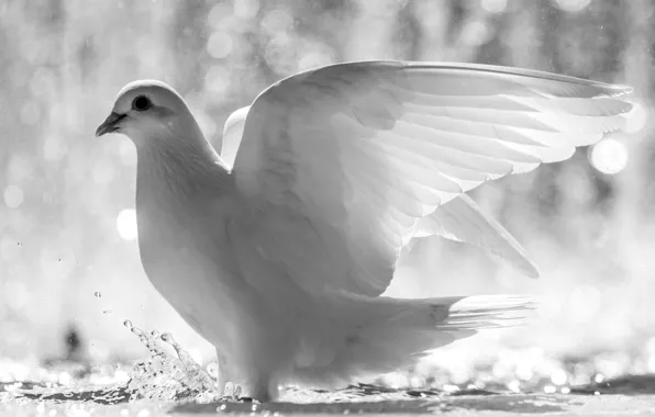 White, water, squirt, bird, dove, wings, feathers