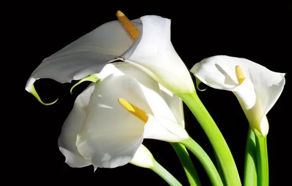 Picture flowers, white, Calla lilies, black background