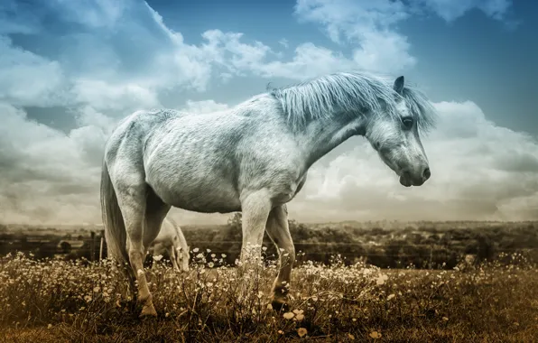Field, white, the sky, clouds, flowers, horse, horse, treatment
