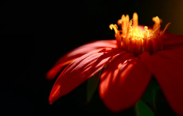 Light, focus, petals, red