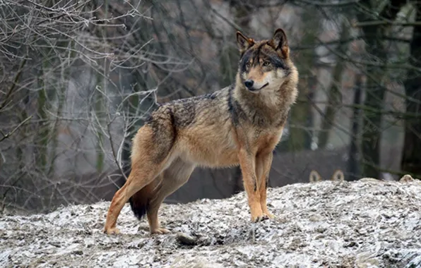 Picture nature, predator, animal, wolf, wildlife, Canis lupus., portrait.