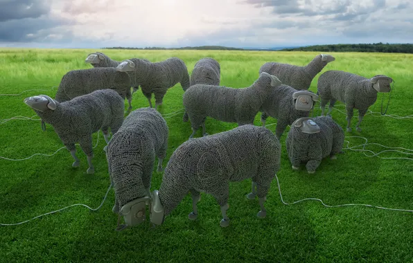 Picture wire, sheep, pasture, phones