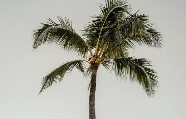 Picture the sky, nature, Palma