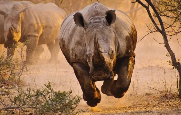 Animal, rhinoceros, Africa, Pursuit, wild