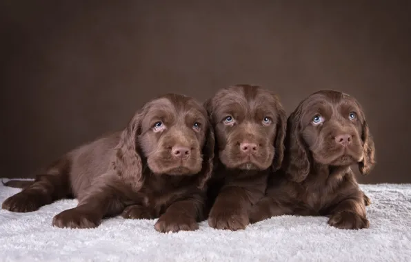 Puppies, trio, chocolate, Spaniel