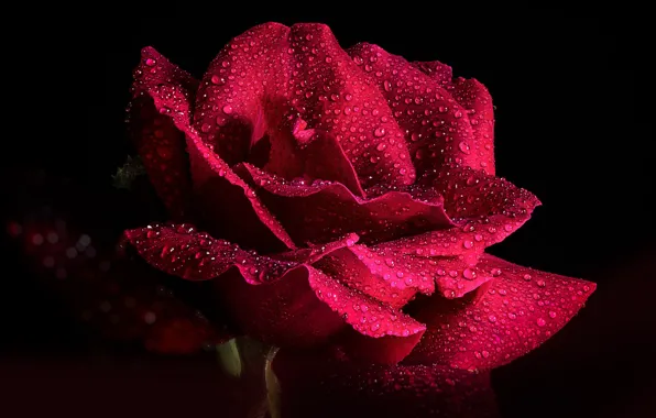 Picture drops, flowers, roses, black background, closeup
