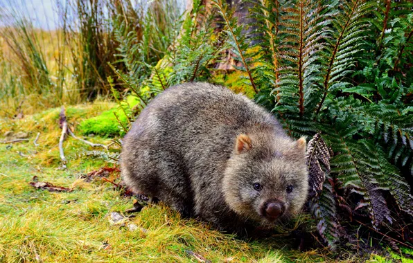 Picture nature, muzzle, fern, marsupials, wombat