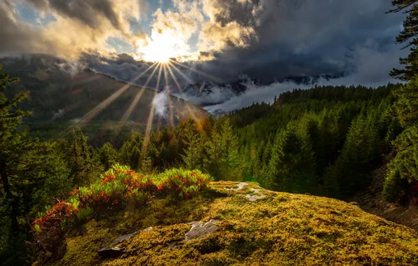 Picture forest, the sun, rays, mountains, The cascade mountains, Washington State, Cascade Range, Washington