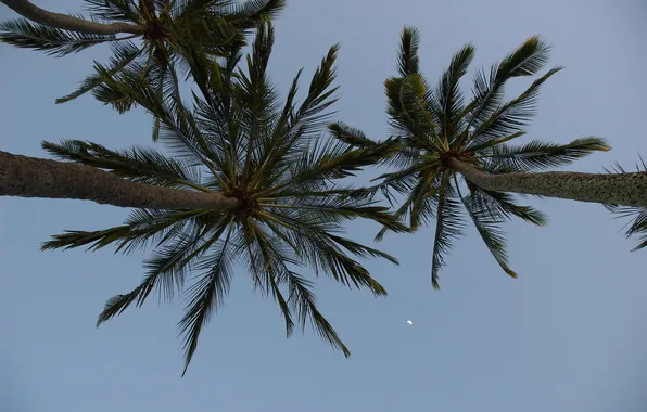 The sky, tropics, palm trees, the moon