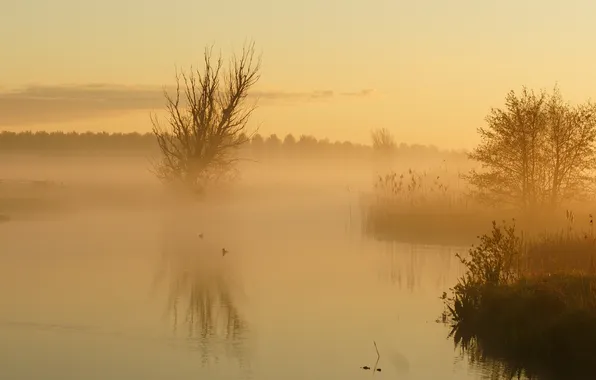 Picture landscape, fog, lake, morning