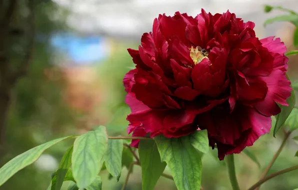 Picture leaves, background, Burgundy, peony