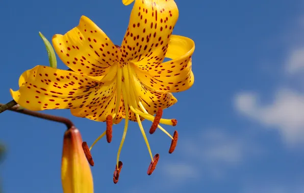 Picture flower, the sky, Lily, petals, stamens