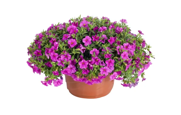 Picture flowers, pot, lilac, petunias, white background
