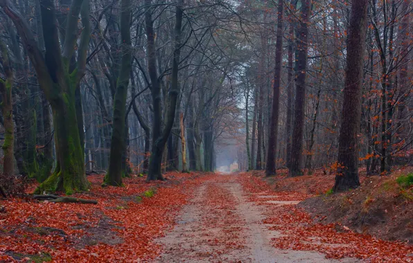 Road, autumn, forest, leaves, trees, moss