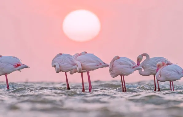 Picture water, the sun, bird, Africa, Flamingo, Namibia