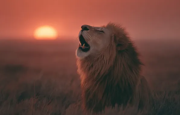 Field, the sky, face, the sun, pose, dawn, Leo, morning