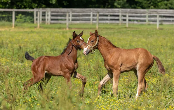 Greens, field, summer, grass, glade, the game, horses, horse