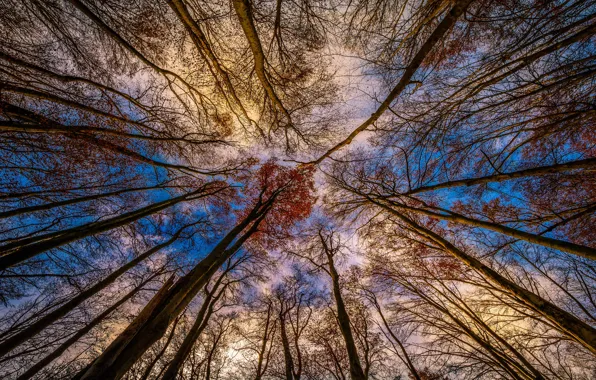 Picture the sky, trees, view, bottom view, autumn branches