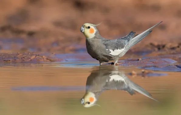 Water, nature, reflection, shore, parrot, pond, cockatoo, parrot