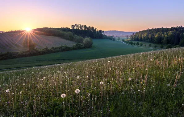 Summer, nature, dandelions