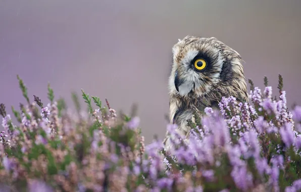 Macro, flowers, owl, bird, profile, lavender