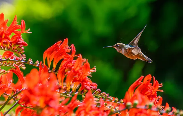 Summer, light, flight, flowers, branches, bird, Hummingbird, red