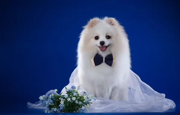 White, bow, veil, breed, forget-me-nots, Spitz
