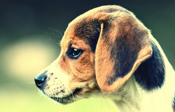 Each, dog, Beagle