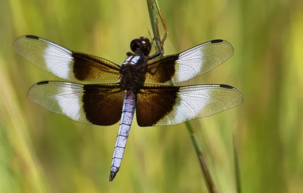 Picture wings, dragonfly, stem, insect