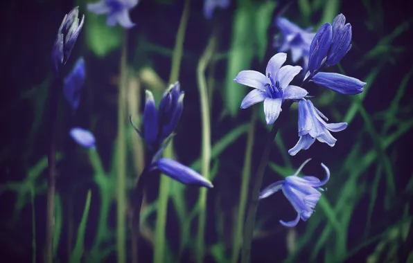 Flowers, Flower, Plant, Plants, Flower, Flowers, Flora, Plants