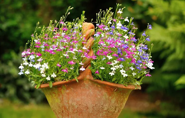 Picture basket, flowerbed, pot
