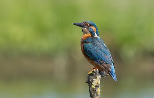 Bird, branch, Kingfisher, bird