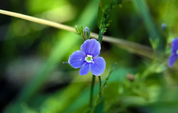Picture summer, macro, flowers, Veronica Dubravnaya