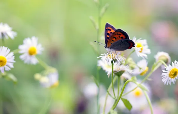 Flowers, butterfly, razmytost