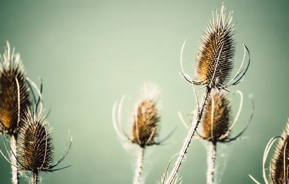 Macro, barb, photographer, photography, photographer, macro, Björn Wunderlich