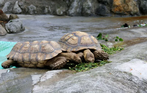 Grass, stones, shore, turtle, pair, food, pond, turtles