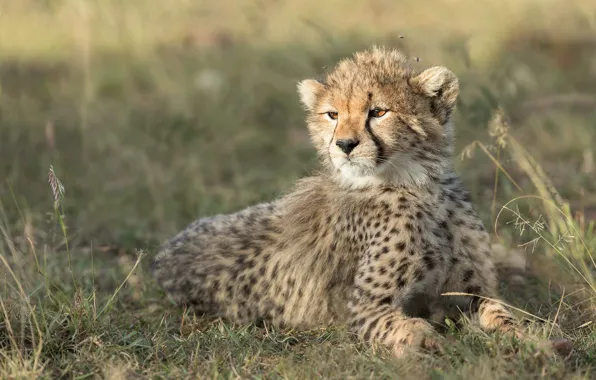 Picture grass, light, portrait, baby, muzzle, Cheetah, lies, cub